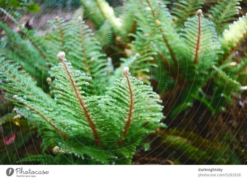 Early summer fern with fresh greenery bokeh blurriness Bokeh background Light bokeh lights clearer hazy Abstract Christmas Glittering blurred ferns bracken