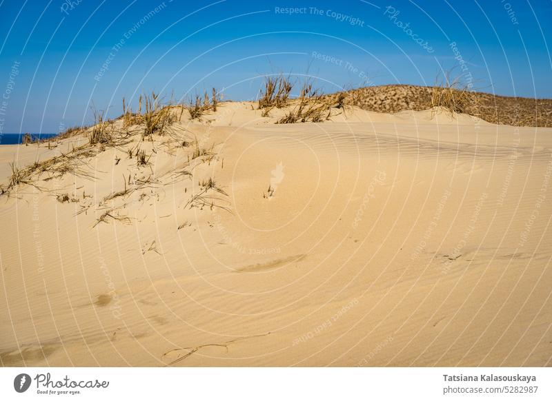 The Gray Dunes, or the Dead Dunes is sandy hills with a bit of green specks at the Lithuanian side of the Curonian Spit Neringa desert wind erosion landscape