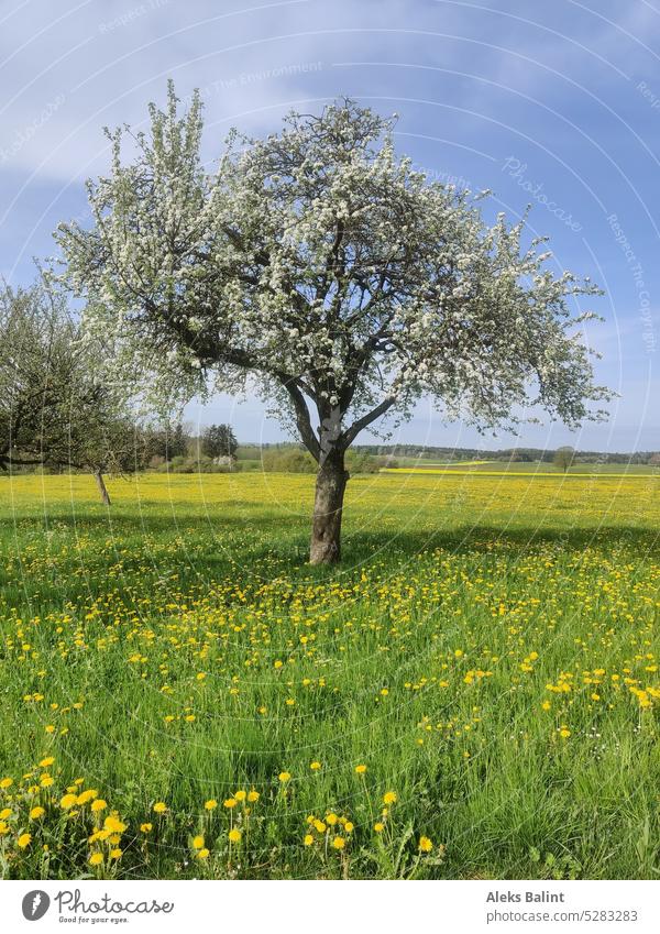 Apple tree in full bloom Blossom Landscape May Spring Blossoming Tree Colour photo Exterior shot Deserted Nature Beautiful weather Apple blossom Spring fever