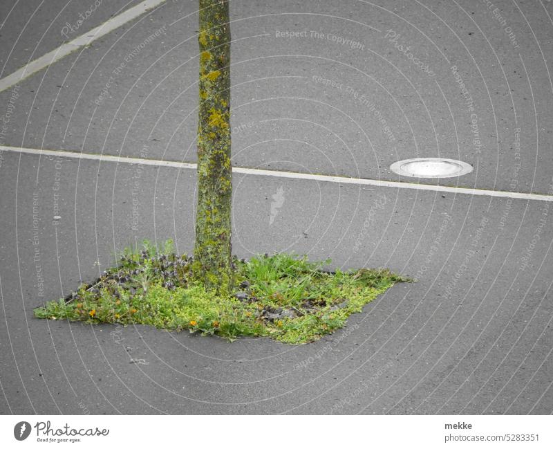 A spot of nature Tree Tree trunk Nature Environment Green quad Parking lot Asphalt mark Transport Line Street Lanes & trails Sign Signs and labeling Town