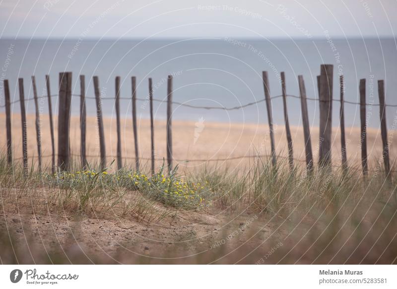 Sea background with sand and plants close-up. Wooden fence by the beach, coastal vegetation with grass and yellow flowers. Moody, romantic sea landscape.