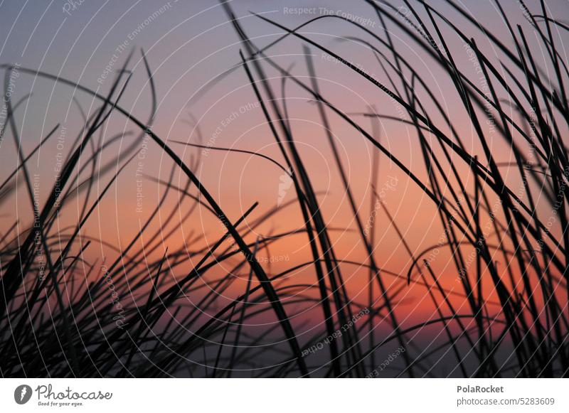 #A0# Flashback Beach duene Walk on the beach Ocean coast Exterior shot Nature Marram grass Idyll Perspective