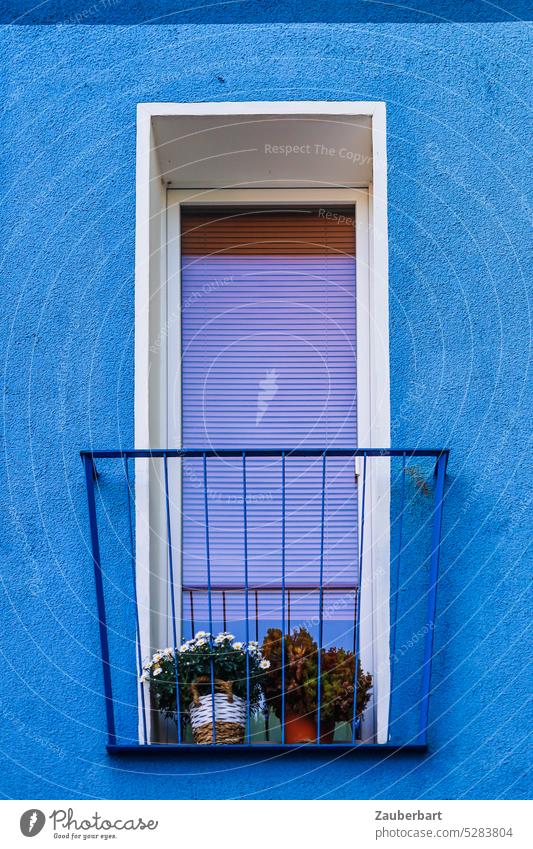 High narrow window in blue facade, French balcony, flower pots Window Blue Facade Tall Narrow Balcony balcony grille flowers Venetian blinds outlook flowerpots