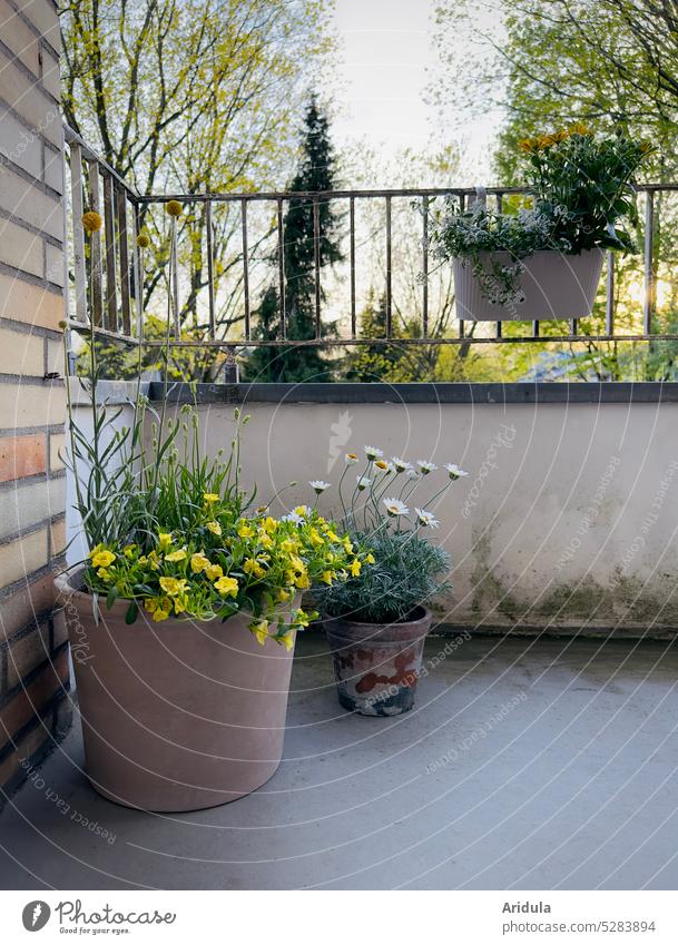 Spring on Balkonia Balcony plants Garden flowerpots Flowerpot balcony boxes flowers Yellow White Sunset evening mood trees at home Gardening Relaxation