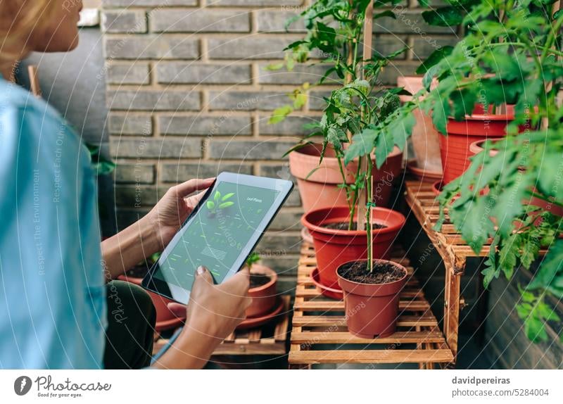 Woman using gardening app with artificial intelligence to care plants of urban garden on terrace gardener woman unrecognizable female application ai tablet