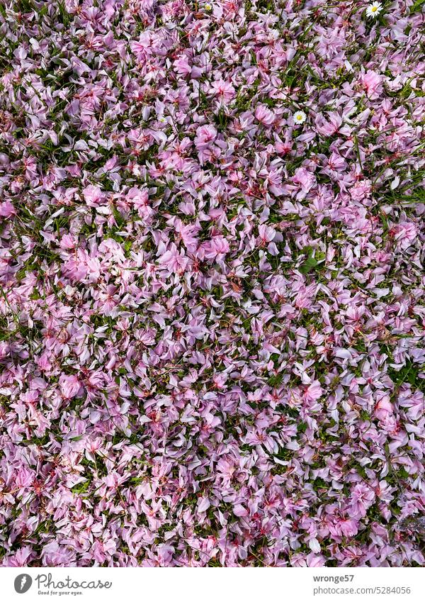 Sea of Cherry Blossoms Park Ground sakura Cherry blossom Colour photo fade Spring Meadow green lawn Pink Lawn pink petals Japanese flower cherry