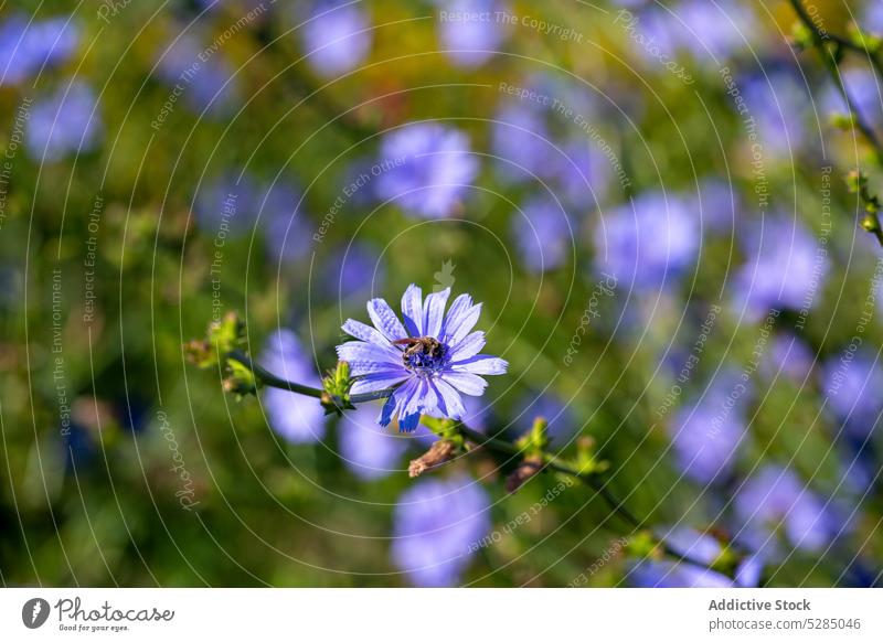 Blooming blue daisy flowers growing in field cichorium intybus blue dandelion blue sailors blue weed bunk coffee weed cornflower hendibeh asteraceae family