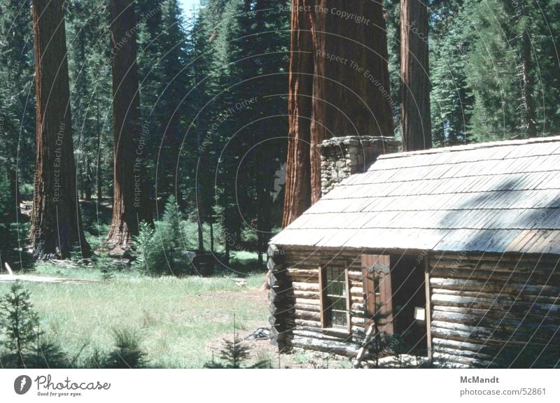 Yosemite Tree Forest House (Residential Structure) Wooden house Yosemite National Park California USA Power Force Giant tree giant trees woods seqoias