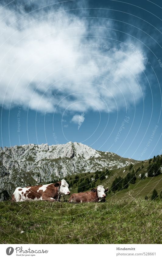 Qüe and mountains - typical Bavaria Vacation & Travel Sky Clouds Summer Tree Meadow Forest Hill Rock Alps Mountain Peak Animal Farm animal Cow 2 Relaxation