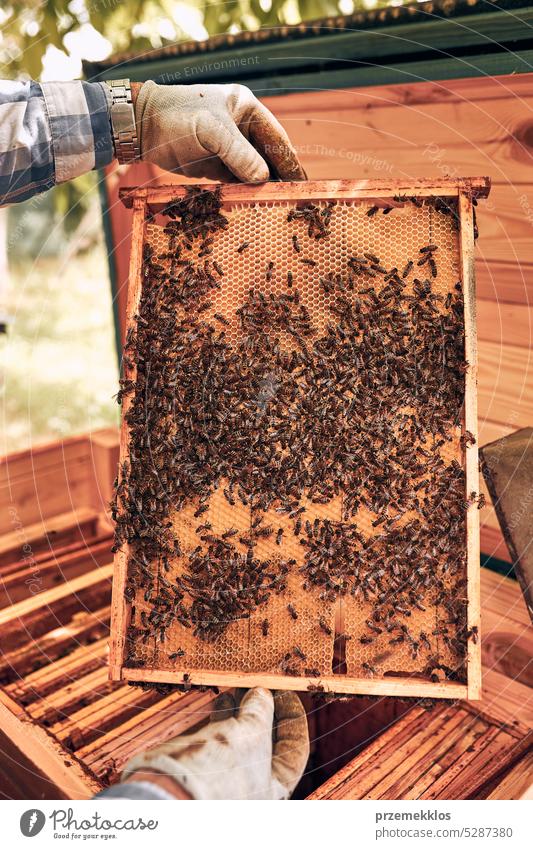 Beekeeper Photos, Download The BEST Free Beekeeper Stock Photos & HD Images