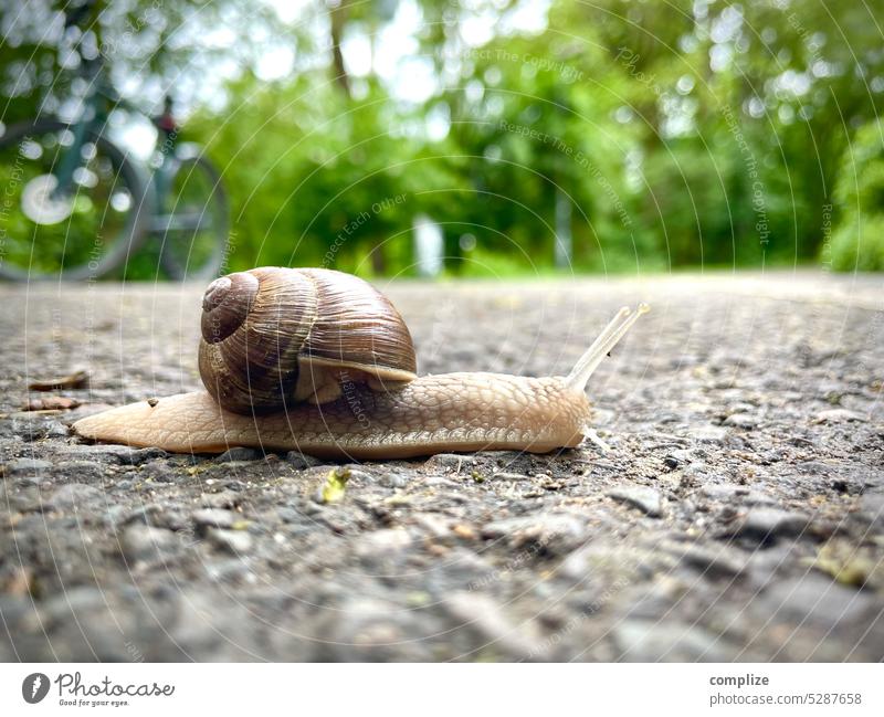 Screw on asphalt Asphalt Crumpet Creep race swift Slowly relaxed crawling animal creep Snail shell Tar Green Lanes & trails