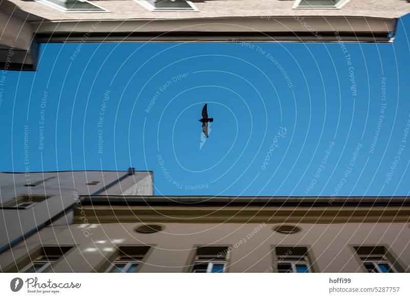 a bird glides between houses against blue sky