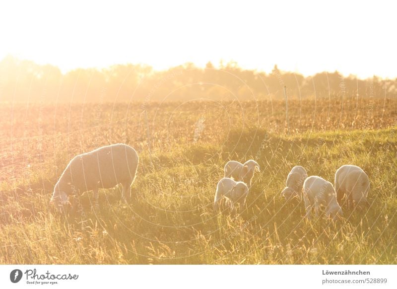 child's blessing Nature Landscape Field Pasture Farm animal Flock Sheep Lamb Group of animals Herd Baby animal Animal family To feed Illuminate Happiness Bright