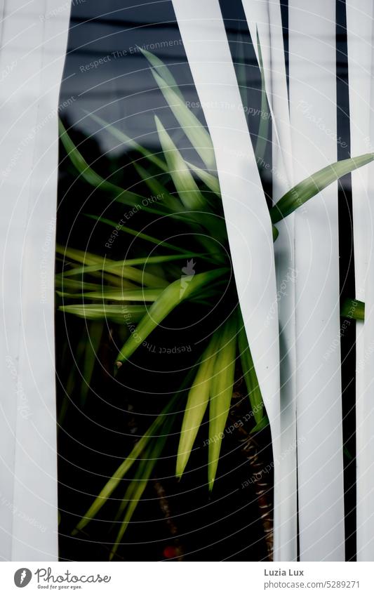 Pushing into the light: a yucca palm pushes the privacy slats aside with its leaves Yucca Yucca palm Palm tree Urge Light Light hunger light-hungry Houseplant