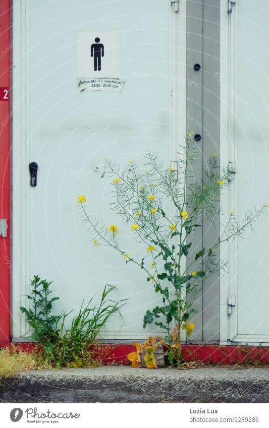 Men's restroom hardly used despite generous opening hours Toilet Gentlemen's toilet Public restroom White Urinal LAVATORY toilet door locked Red overgrown Weed