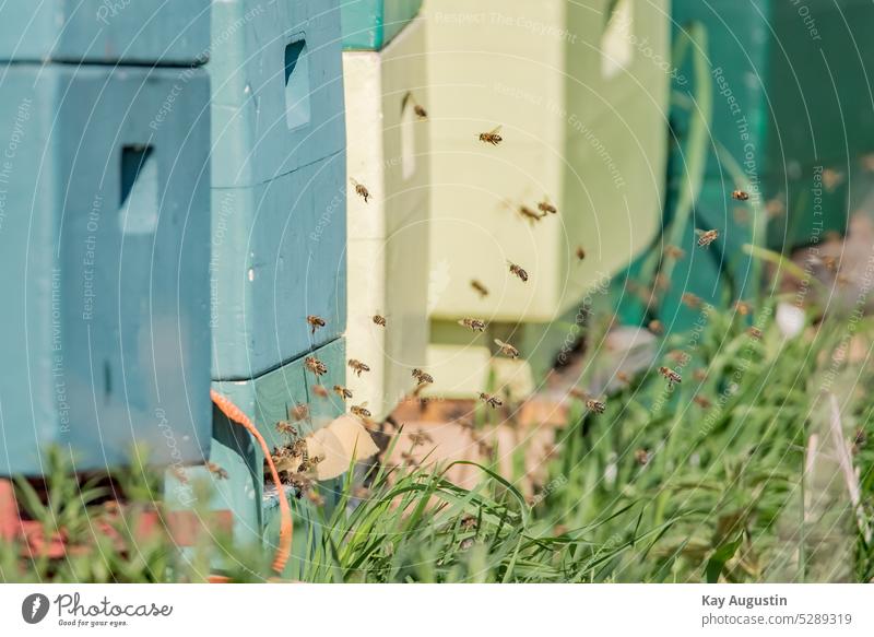 Honey bees at the field for rapeseed flowering Beehive Honeybees bee colony Bee-keeper at the rape field Bee colonies Nectar Farmer wild bees Canola