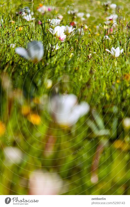 Meadow, flowers, spring Grass Lawn Flower Blossom Leaf leaves Blossom leave petals Garden Park allotment Garden plot Relaxation Spring Growth vegetation