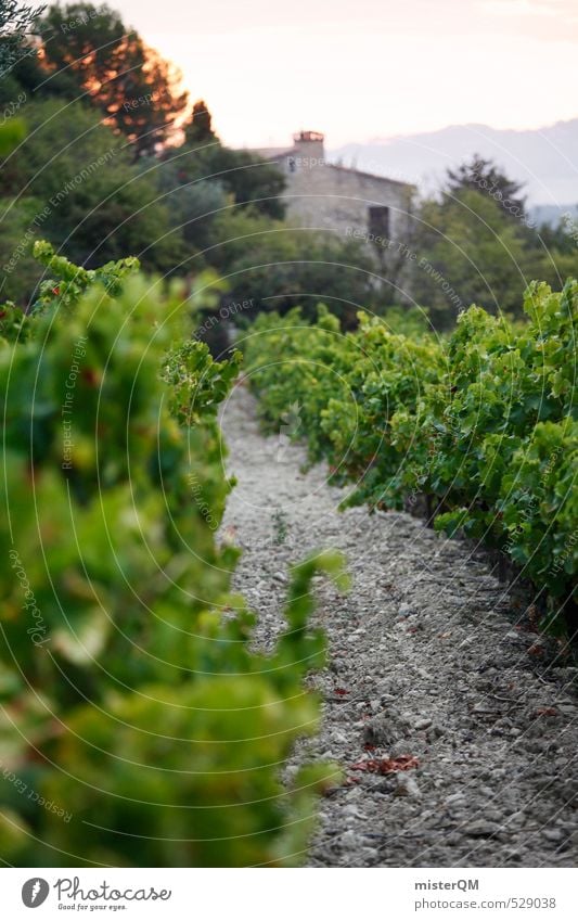 French Style XXXI Art Esthetic Contentment Winery Vine France Provence Vineyard Wine growing Landscape Colour photo Subdued colour Exterior shot Close-up Detail