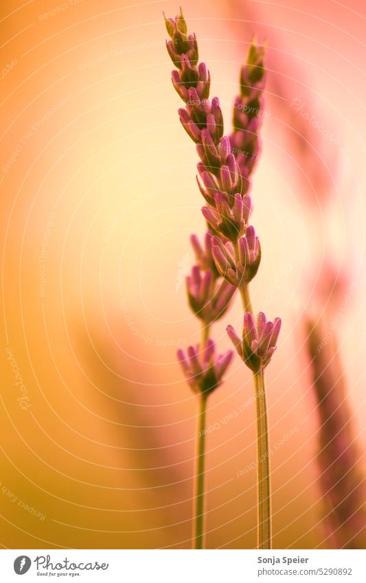 Lavender as macro photo. Colors pink, orange, purple. Close up in the garden. Exterior shot Garden Summery Spring Flower Blossom Nature Plant Blossoming