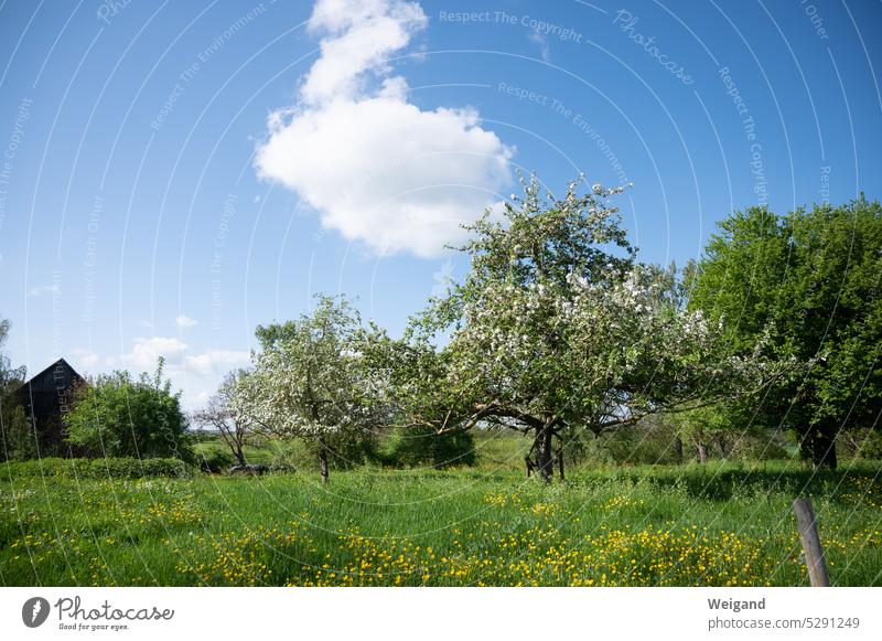 Bright blue sky, lush green meadow with buttercups, blossoming fruit trees and in the background a wooden barn in natural idyll Summer Spring Fruit trees Nature