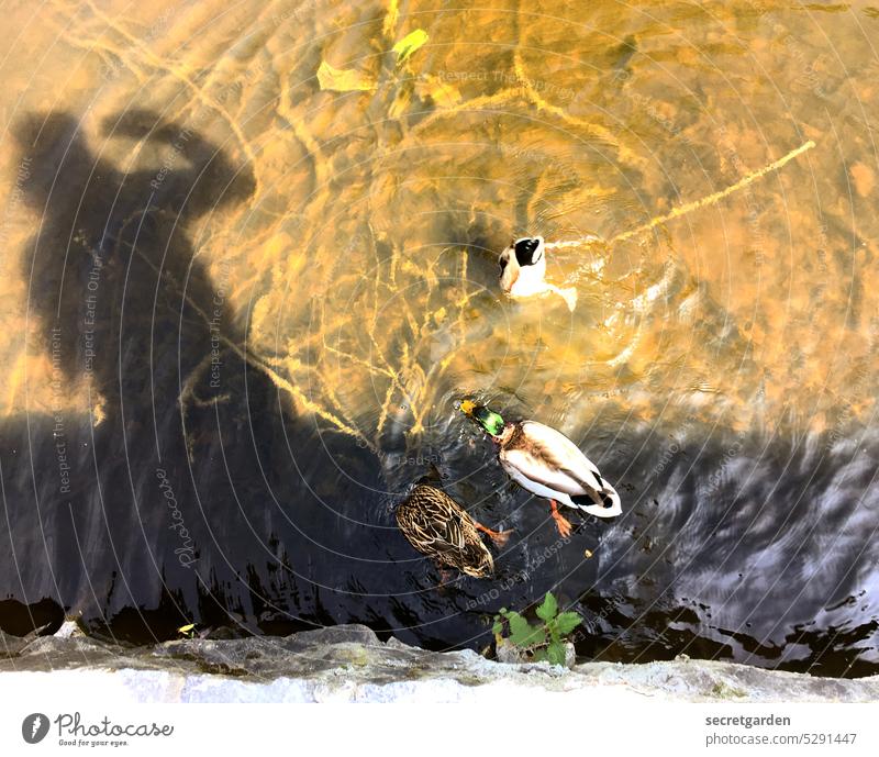 [MainFux 2023] Duckburg Shadow Pond Nature ducks Above Under Water Summer Hot Wall (barrier) bank Dive Take a photo Woman Lake Exterior shot Colour photo Animal