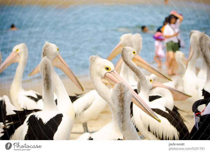visiting Australian pelican Spectacled Pelican Animal Wild animal Bird birdwatching Group of animals Beak Exotic Together Habitat Beach Tourism Observe