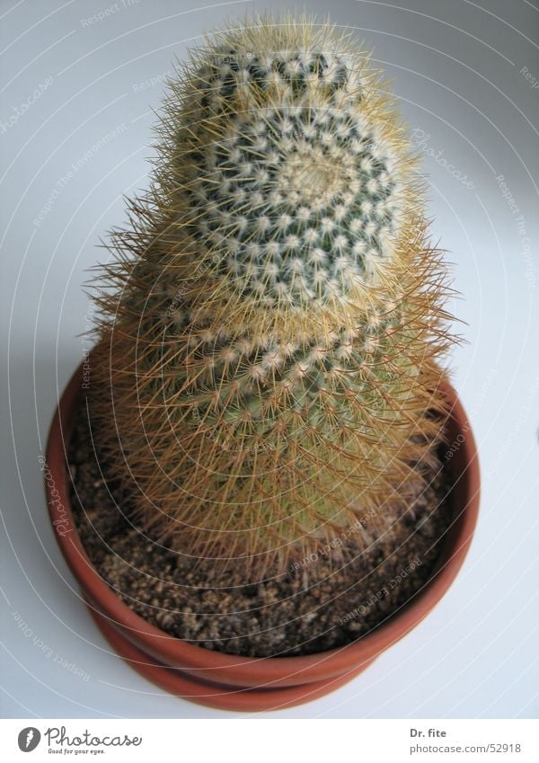 Prickly affair Cactus Plant Green Thorn Pot plant Flowerpot Bird's-eye view Point Living or residing Close-up