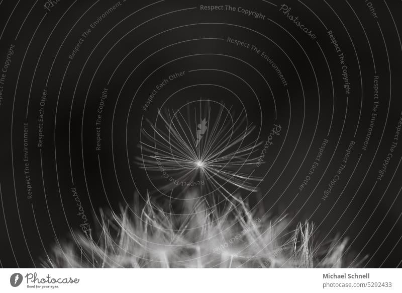 dandelion Dandelion bunting puff flowers Dandelion umbrella achenes Paraglider Plant Macro (Extreme close-up) Sámen Shallow depth of field Detail Delicate Easy