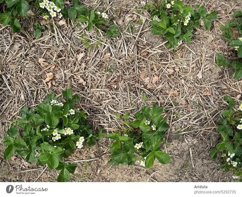 Flowering strawberry plants in the garden Strawberry Fruit Spring Garden Garden Bed (Horticulture) Field strawberry field blossoms Earth Berries
