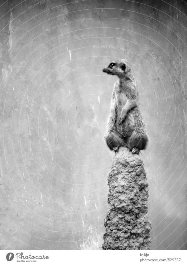 Sleep soundly. I'll stand guard. Hill Rock Animal Wild animal Meerkat Observe Looking Wait Curiosity Cute Emotions Dedication Altruism Solidarity Responsibility