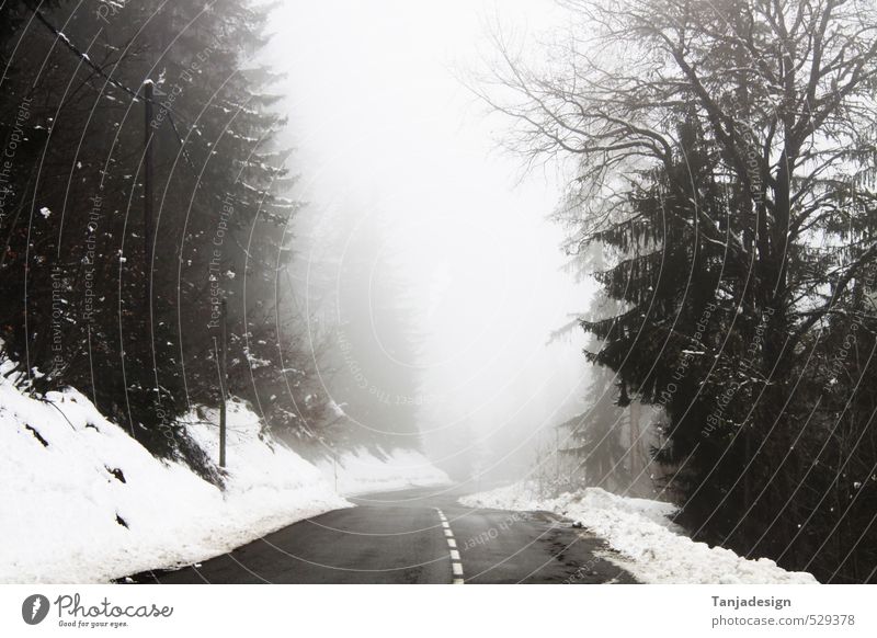 Winter Snow Fog Forest Street Cold Orientation marks 50 Handle Mountain Speed limit Ground fog Winding road Exterior shot Deserted Day