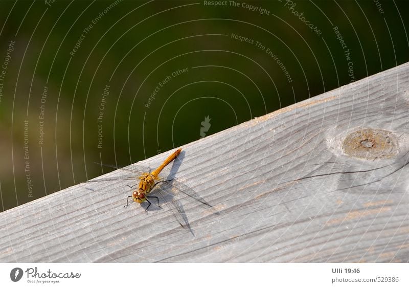 Eye to eye. . . . . . Summer Animal Garden Deserted Terrace wooden rail Wing Dragonfly Insect 1 Observe Sit Authentic Small Near Curiosity Cute Smart Speed