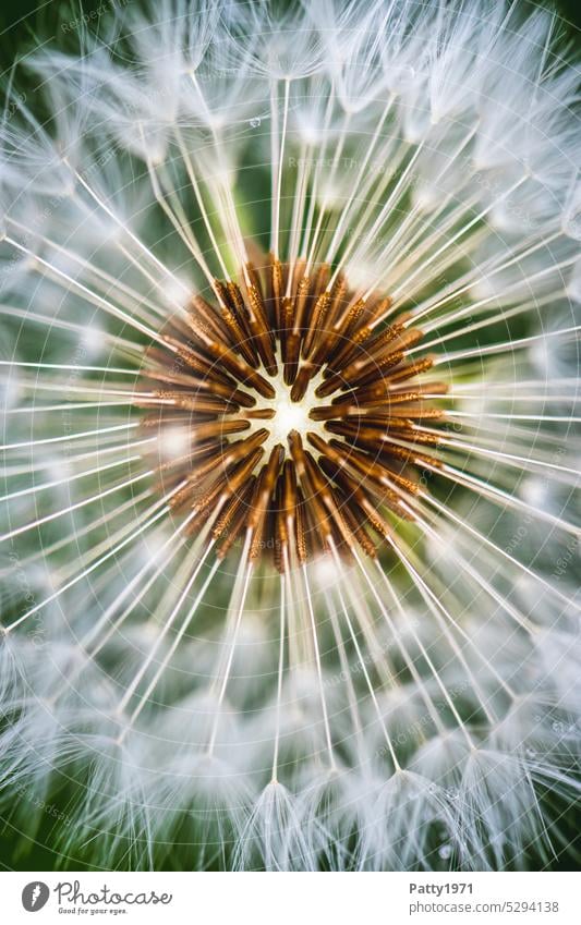 Macro shot of a dandelion with shallow depth of field Dandelion Macro (Extreme close-up) Plant Detail Shallow depth of field Spring Close-up Delicate Ease Soft