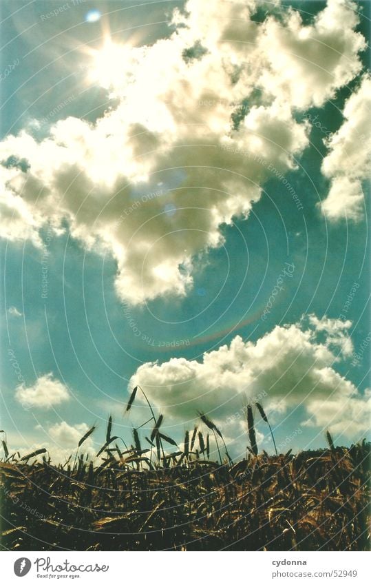 summer breeze Summer Field Clouds Physics Impression Sunbeam Light Celestial bodies and the universe Sky Landscape Warmth