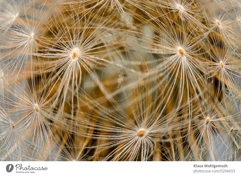 Umbrella of a dandelion, the seeds of the dandelion out of focus in the background buttercup Sámen umbrella Dandelion Macro (Extreme close-up) Delicate
