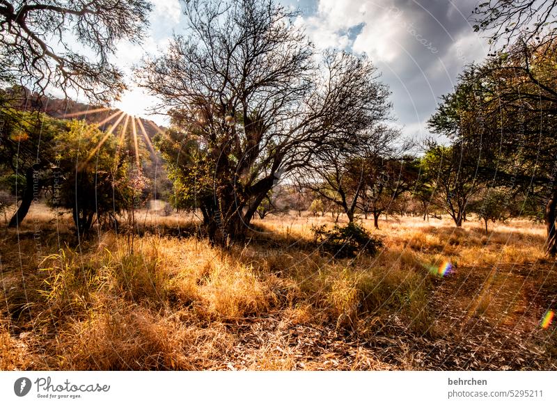 wild solar star Sunbeam Clouds Colour photo Adventure Nature Sunlight Vacation & Travel Wanderlust Far-off places Landscape Namibia Africa Waterberg Tree Warmth