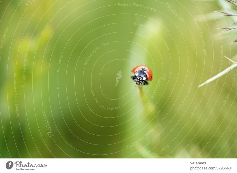 Hello little one Beetle Ladybird Macro (Extreme close-up) Shallow depth of field Animal Colour photo Insect Close-up Crawl Nature Red Exterior shot Happy Green