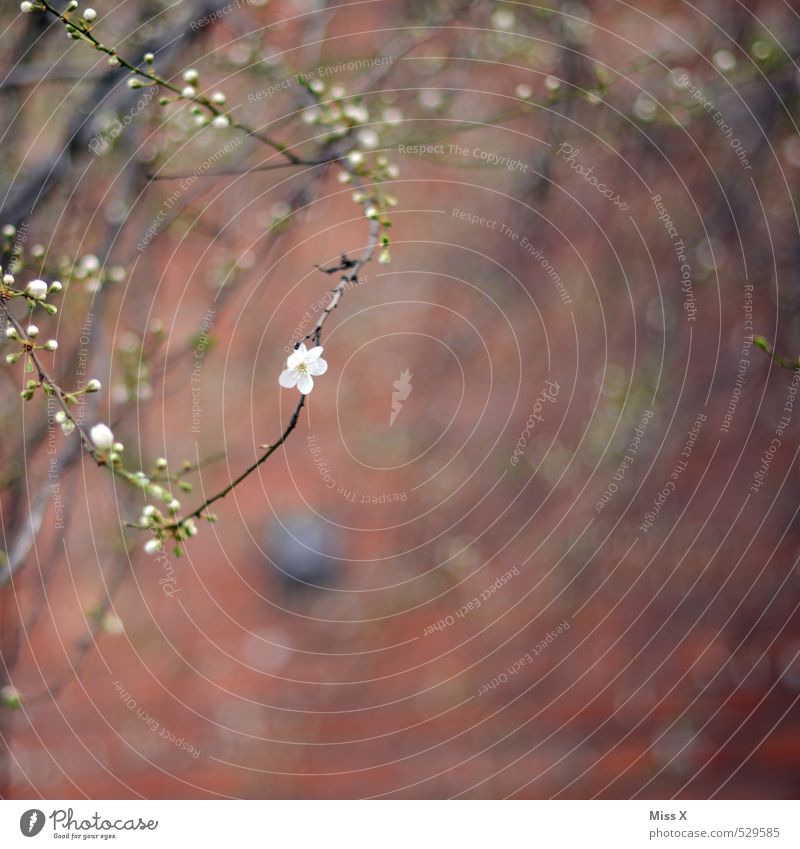 Delicate Plant Spring Leaf Blossom Wall (barrier) Wall (building) Blossoming Fragrance Growth Emotions Moody Spring fever Beginning Cherry blossom Bud Leaf bud