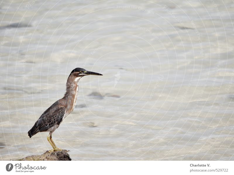 wary position Nature Animal Water Beautiful weather Ocean Indian Ocean Wild animal Bird Heron 1 Stone Observe Crouch Looking Sit Stand Wait Elegant Exotic Brown