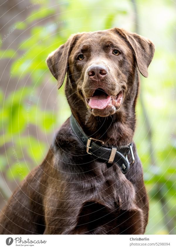 Portrait of a brown Labrador male Dog Animal Pet mammals Animal portrait Colour photo Shallow depth of field Animal face Looking into the camera Snout Brown