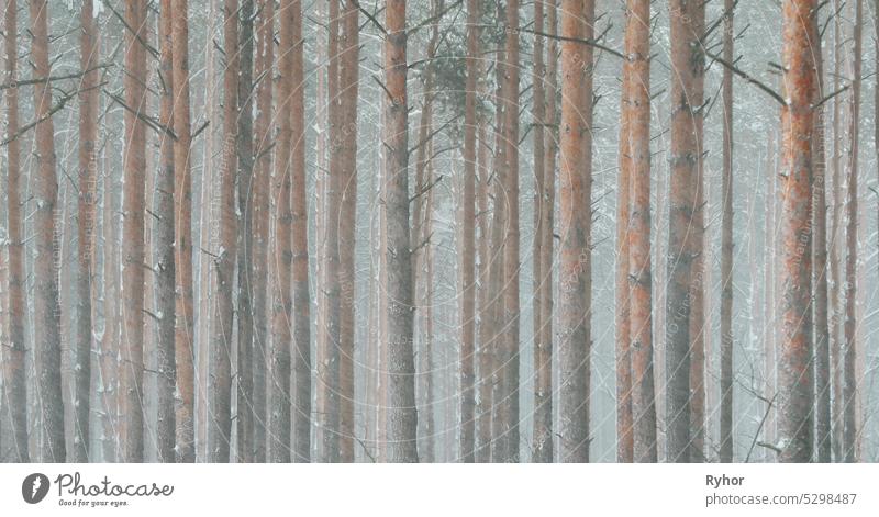 4K Beautiful Snowy White Forest In Winter Frosty Day. Snowing In Winter Frost Woods. Snowy Weather. Winter Snowy Coniferous Forest. Blizzard in Windy Day.