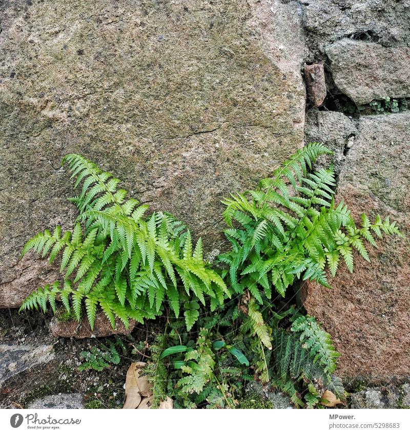Ferns on stone wall Stone Stone wall Green Foliage plant Exterior shot Colour photo Plant Nature Leaf Environment Deserted naturally Wild plant Day Leaf green
