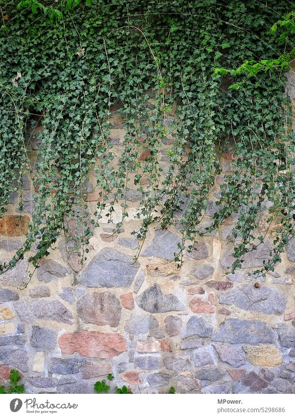 ivy Ivy Plant Wall (building) Green Wall (barrier) Colour photo Exterior shot Deserted Facade Day Growth Tendril Creeper Overgrown Nature Foliage plant Leaf
