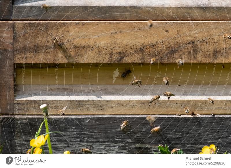 Bees on a hive Beehive Bee Hive bee hives Honey bee Insect Bee-keeping Bee-keeper Nature beekeeping Food Colony naturally Healthy Honeycomb Pollen Frame