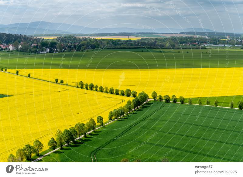 View of blooming rape and green grain fields, on the horizon the Harz mountains with its highest peak the Brocken Canola field Yellow Blossoming