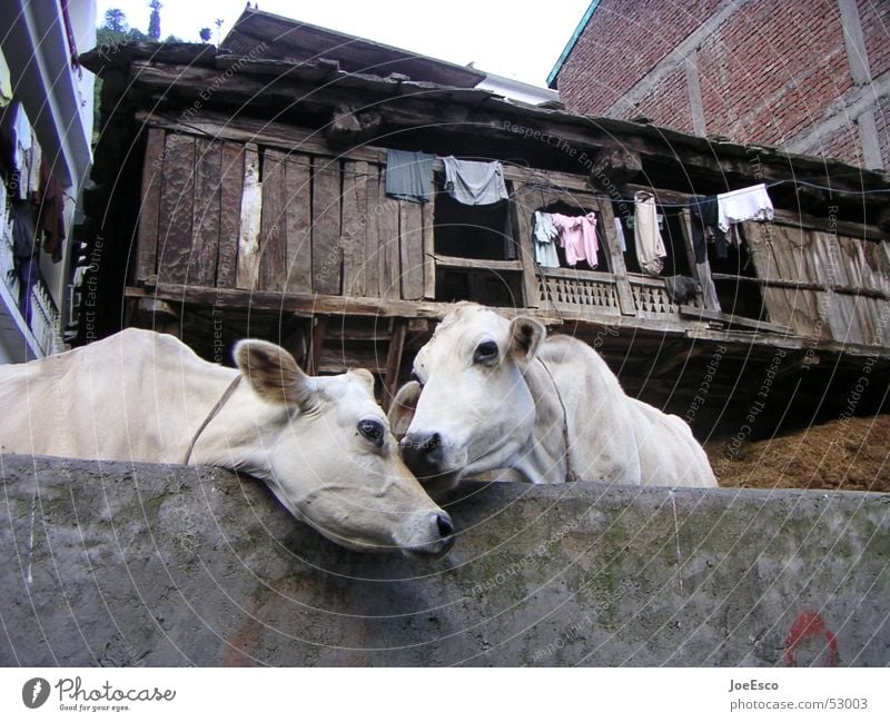 manali cows loving each other Harmonious Far-off places Environment Animal Cow Pair of animals Kissing Love Together Idyll Affection India Manali Cattle