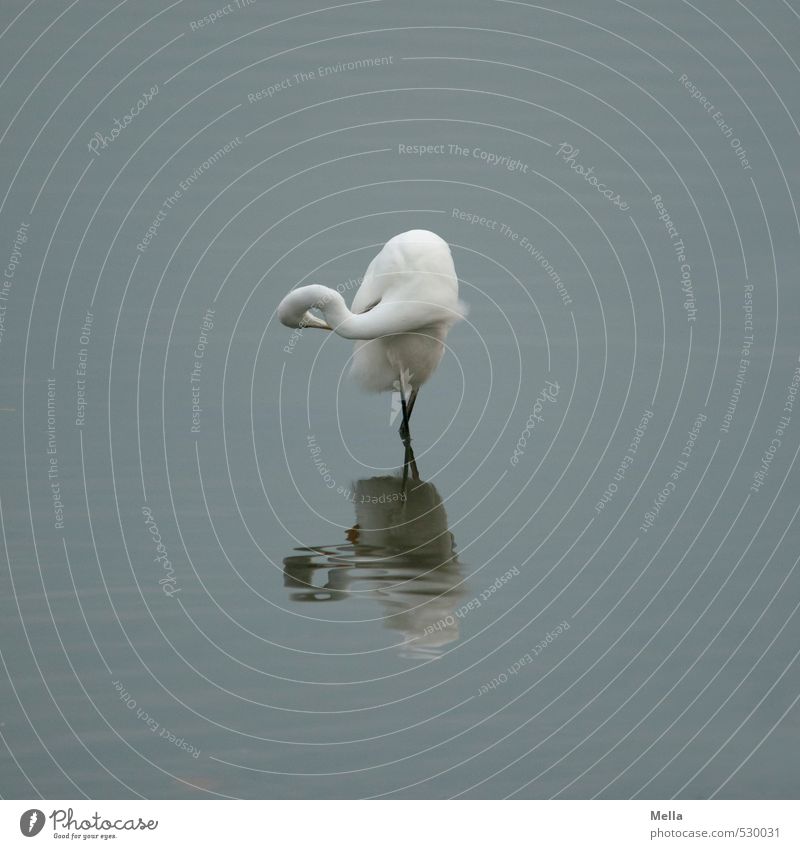 ballet dancer Environment Nature Animal Water Pond Lake Wild animal Bird Heron Great egret 1 Cleaning Stand Natural Gloomy Blue Gray Calm Dislocate Rotate Bend