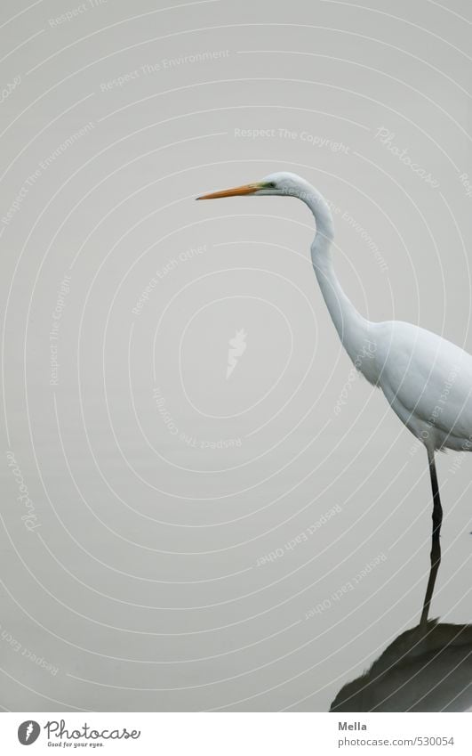 month Environment Nature Animal Water Pond Lake Wild animal Bird Heron Great egret 1 Looking Stand Thin Long Natural Gloomy Gray White Wader Stride Colour photo
