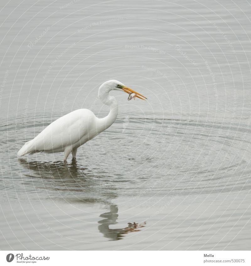 Well, meal! Environment Nature Animal Water Pond Lake Wild animal Bird Heron Great egret 1 Catch To feed Stand Natural Gray Appetite Survive Prey Hunt for prey