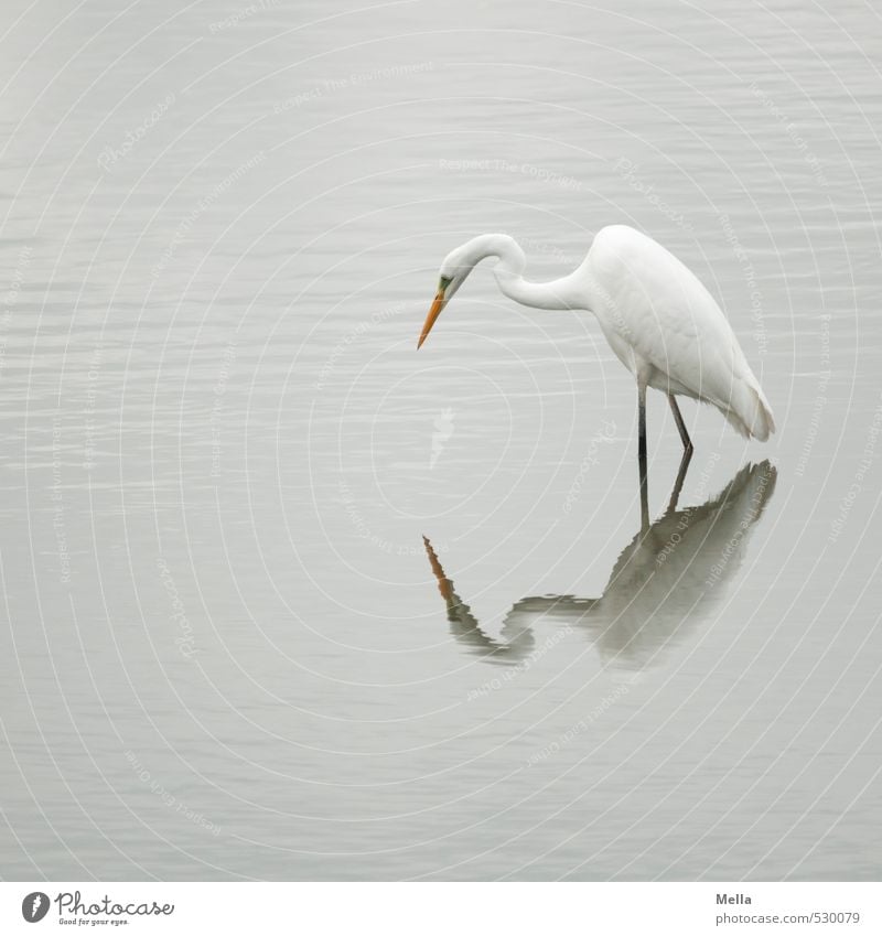 Wat, who are you? Environment Nature Animal Water Pond Lake Wild animal Bird Heron Great egret 1 Observe Looking Stand Free Natural Gloomy Gray Calm Wader